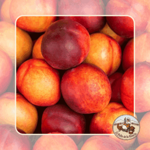NECTARINA