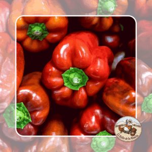 PIMIENTO ROJO