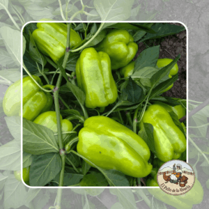 PIMIENTO VERDE
