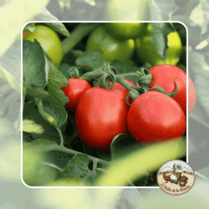 TOMATES